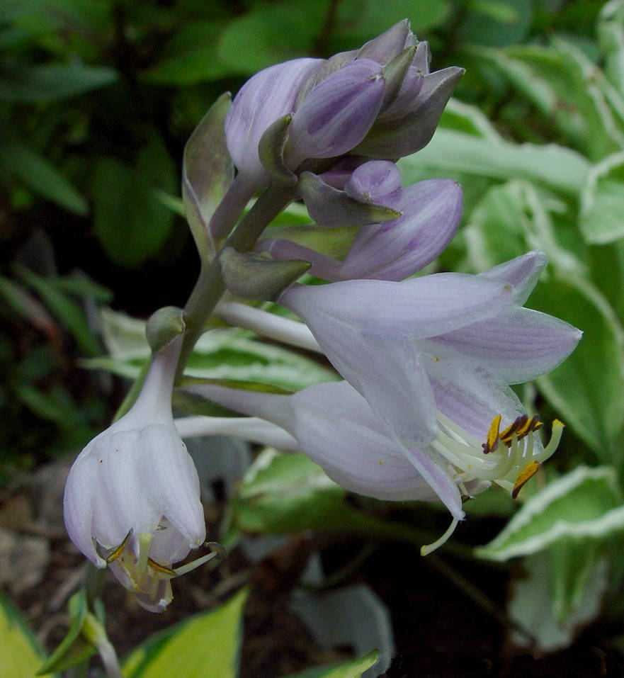 Hosta tardiana June 06.jpeg